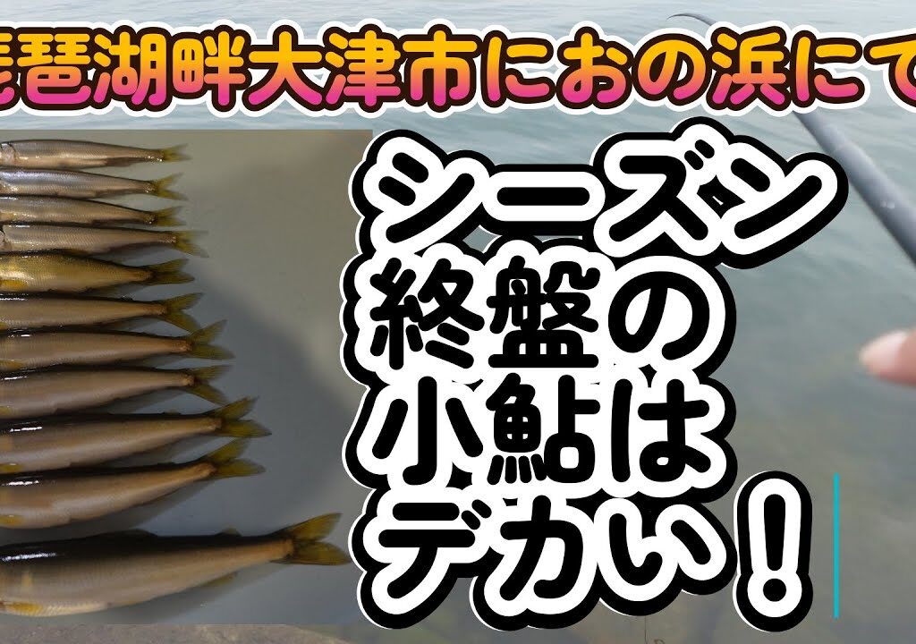 【小鮎釣り】25年6月8日 琵琶湖畔大津市におの浜で小鮎釣り。シーズン終盤6月の小鮎はデカいです。