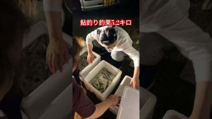 #️⃣仁淀川　#️⃣鮎釣り　本日の釣果5.2キロ