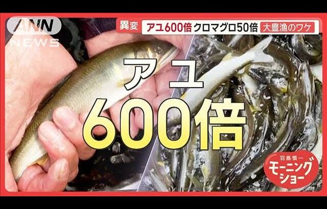 海の幸・川の幸大漁　マグロ50倍アユ600倍　大豊漁のワケ【羽鳥慎一モーニングショー】(2025年6月12日)