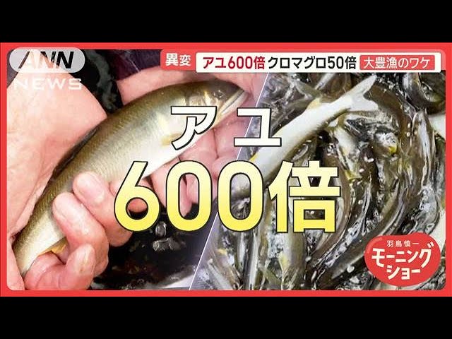 海の幸・川の幸大漁　マグロ50倍アユ600倍　大豊漁のワケ【羽鳥慎一モーニングショー】(2025年6月12日)