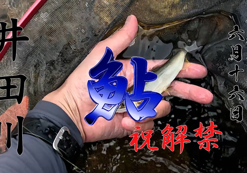 6 16 祝解禁! 富山県下各河川鮎釣り
