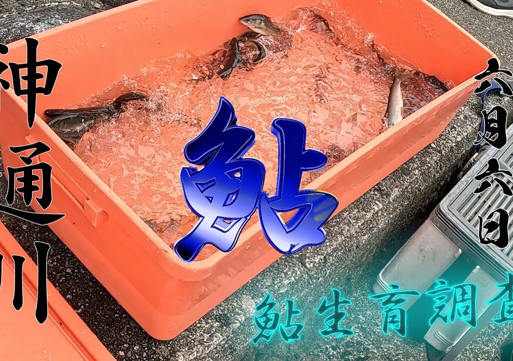 6 6 神通川鮎生育調査