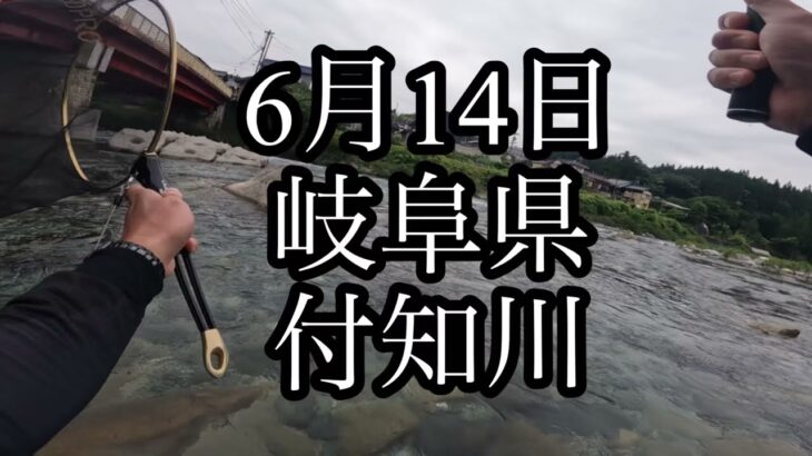 6月14日 岐阜県 付知川　鮎釣り