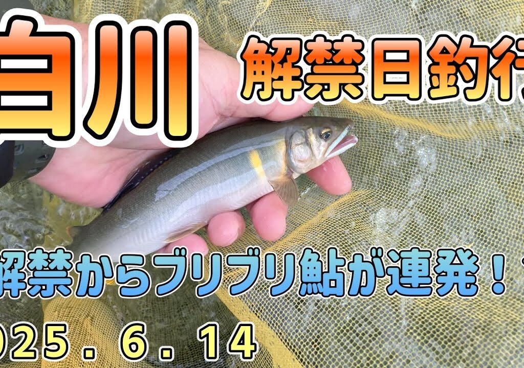解禁からブリブリ鮎が連発！白川解禁釣行6月14日