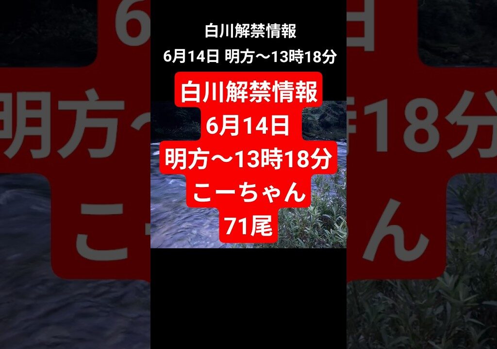 白川解禁情報6月14日 明方〜13時18分こーちゃん71尾　#白川町 #白川#鮎釣り #友釣り#鮎#こーちゃん#解禁