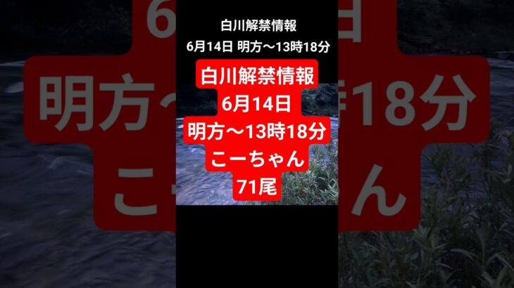 白川解禁情報6月14日 明方〜13時18分こーちゃん71尾　#白川町 #白川#鮎釣り #友釣り#鮎#こーちゃん#解禁