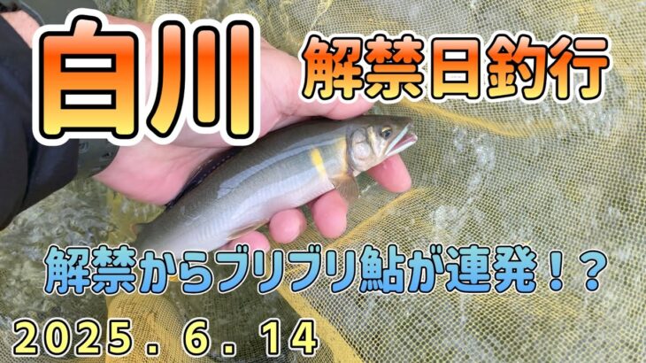 解禁からブリブリ鮎が連発！白川解禁釣行6月14日