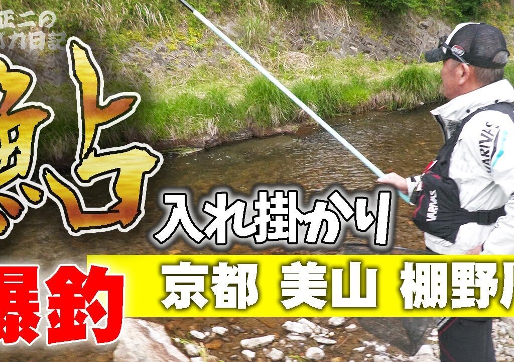 【鮎】初心者に勇気を与えるオジサンの入れ掛かり 美山棚野川 背掛かりDNA鮎 あゆ友釣り