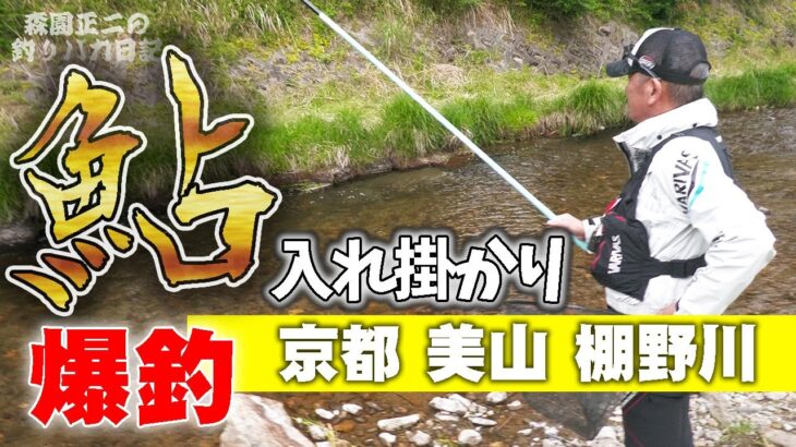 【鮎】初心者に勇気を与えるオジサンの入れ掛かり 美山棚野川 背掛かりDNA鮎 あゆ友釣り