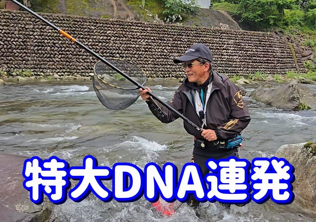 【佐見川 特大DNA連発で・・・】飛騨川漁協管内 佐見川 アユ生育調査