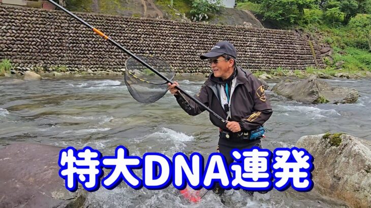 【佐見川 特大DNA連発で・・・】飛騨川漁協管内 佐見川 アユ生育調査