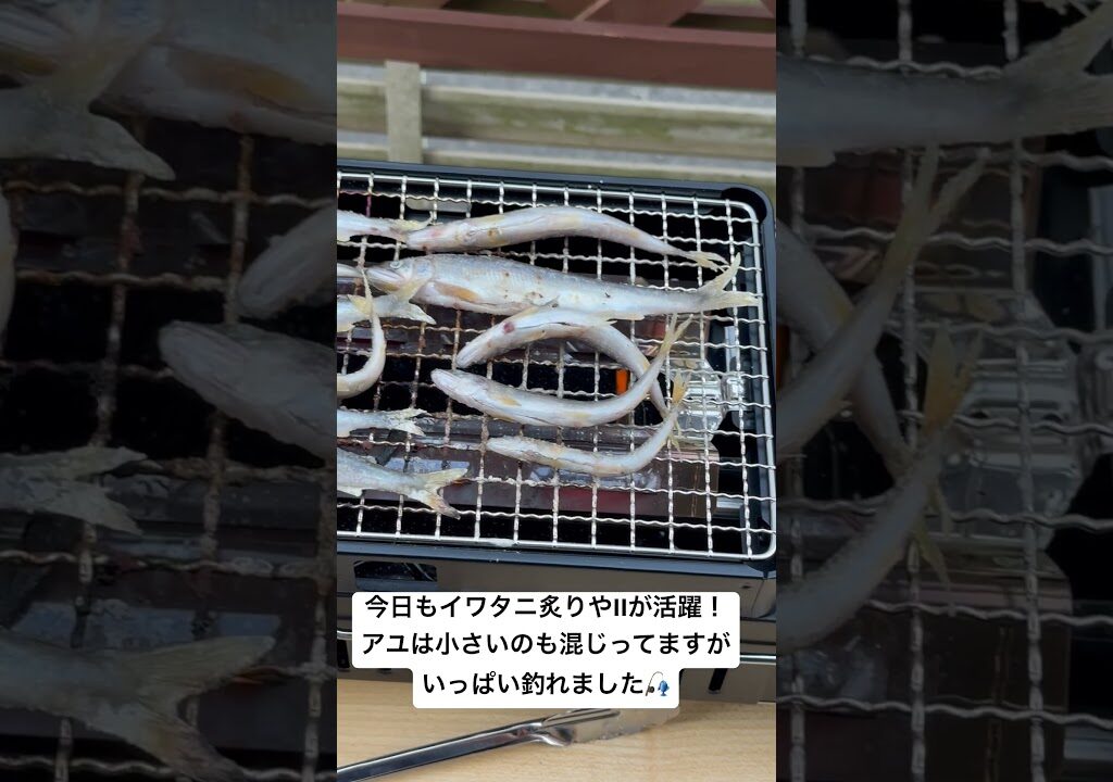 イワタニ炙りやIIで釣ってきた鮎を塩焼きにする！　#鮎釣り #fishing #アユイング #アユルアー