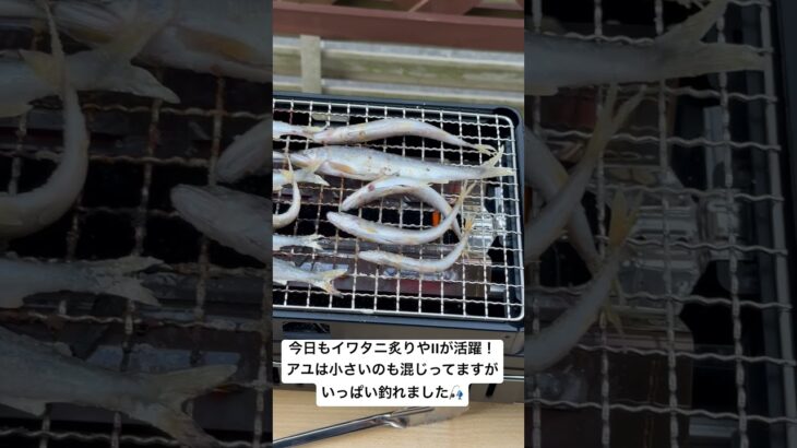 イワタニ炙りやIIで釣ってきた鮎を塩焼きにする！　#鮎釣り #fishing #アユイング #アユルアー