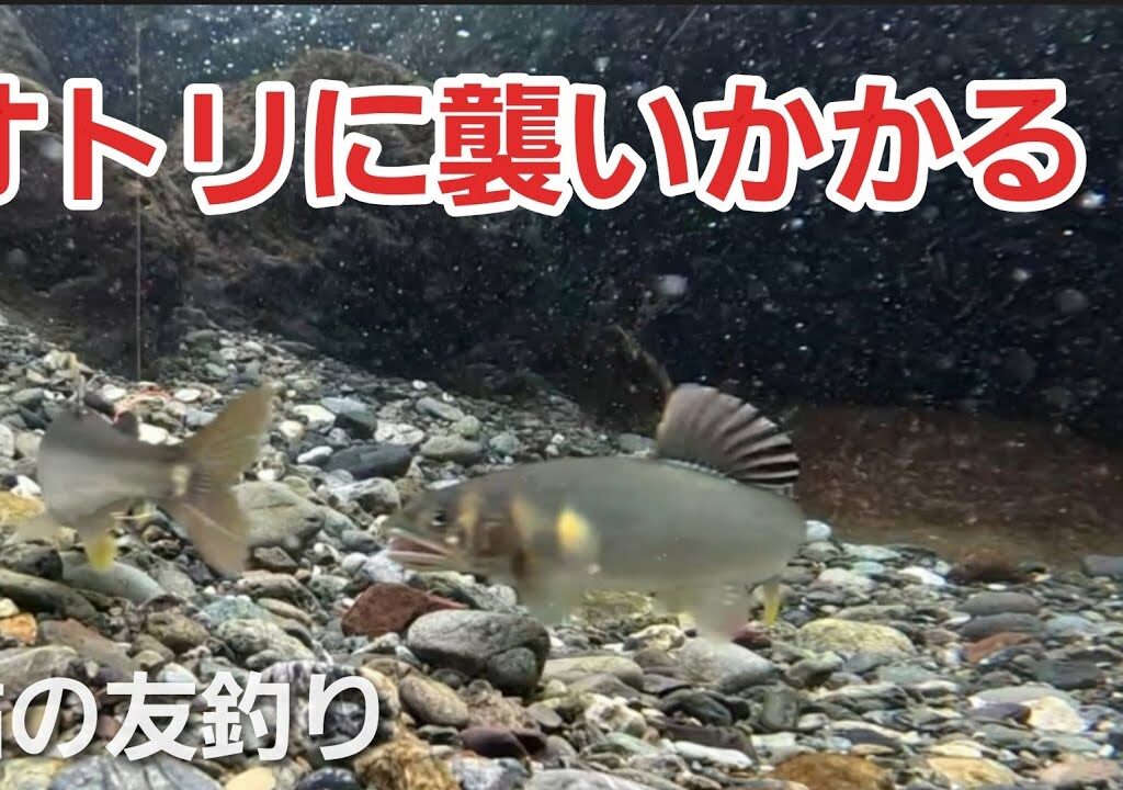 NO10【衝撃】野鮎がオトリに突進！縄張りバトルの一部始終　　友釣りオレ流