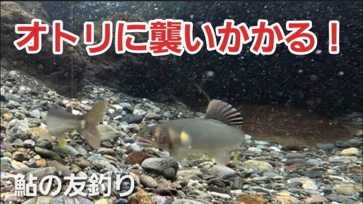NO10【衝撃】野鮎がオトリに突進！縄張りバトルの一部始終　　友釣りオレ流
