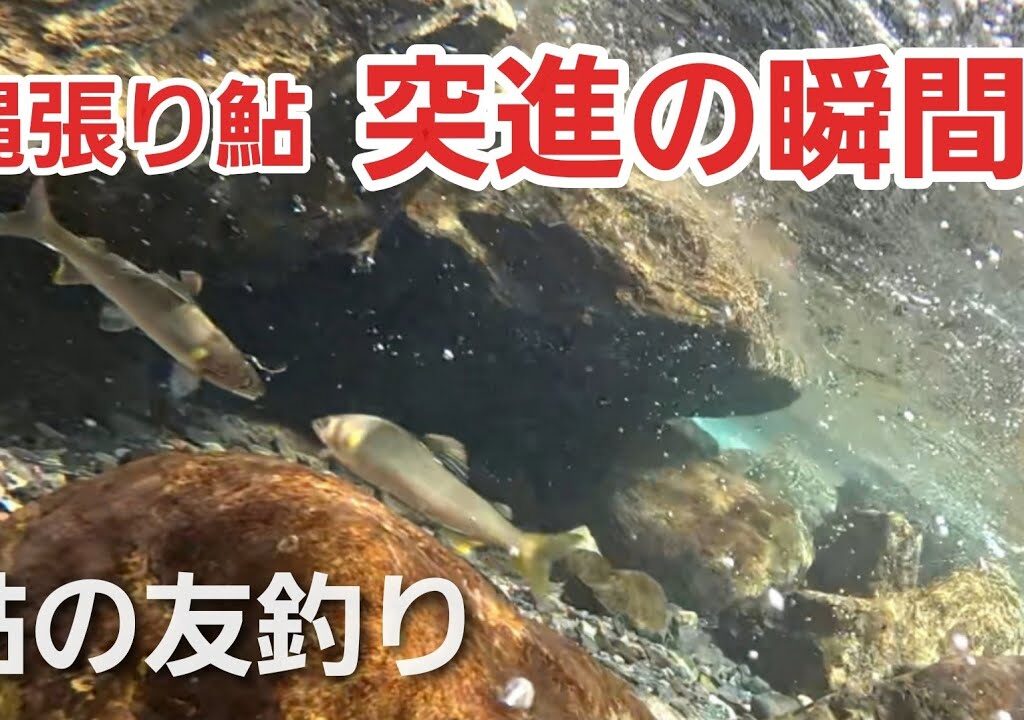 NO3　【友釣り＆水中映像】縄張り鮎が囮に突進！美しい川の世界と鮎の攻防　10:03～