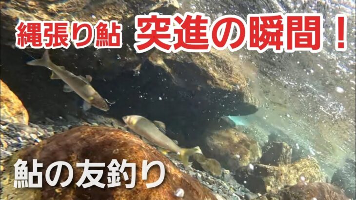 NO3　【友釣り＆水中映像】縄張り鮎が囮に突進！美しい川の世界と鮎の攻防　10:03～