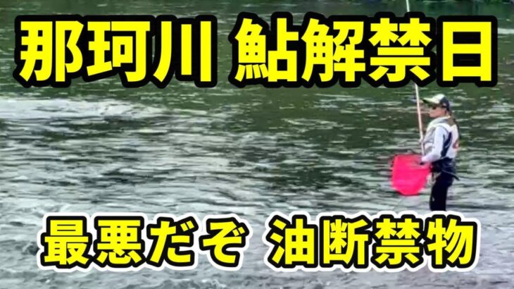 【鮎釣り那珂川】朝６時から解禁日検証！町裏 一本松 各所釣果マズいよこれ！River Healing Channel （リバヒ）