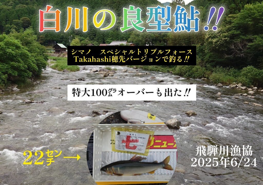白川の良型鮎‼️トリプルフォースTakahashi穂先バージョンで釣る‼️特大鮎も出た‼️
