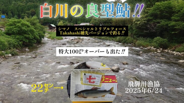 白川の良型鮎‼️トリプルフォースTakahashi穂先バージョンで釣る‼️特大鮎も出た‼️
