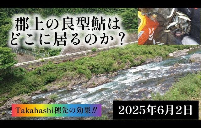 郡上の良型鮎はどこに居るのか？Takahashi穂先の効果‼️　2025年6月2日