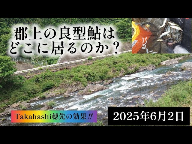 郡上の良型鮎はどこに居るのか？Takahashi穂先の効果‼️　2025年6月2日
