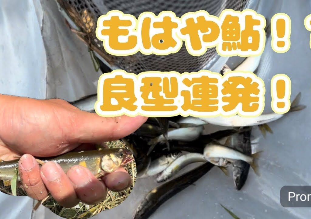 小鮎釣り！！友釣りサイズ連発！？もはや鮎釣り！！#fishing #釣り #鮎釣り #琵琶湖