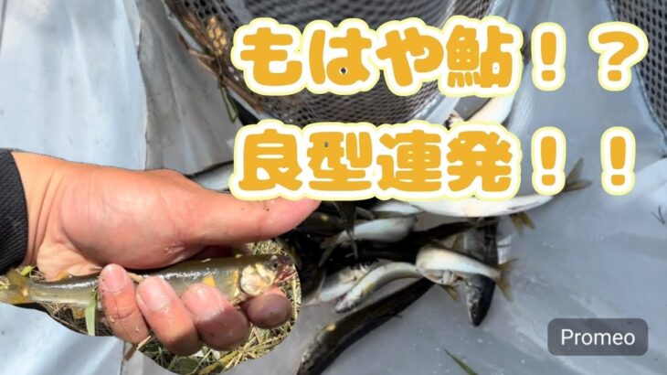 小鮎釣り！！友釣りサイズ連発！？もはや鮎釣り！！#fishing #釣り #鮎釣り #琵琶湖