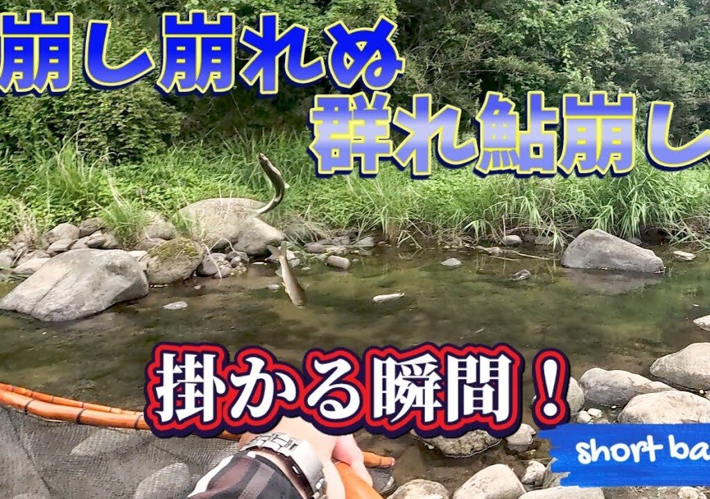 解禁初期や渇水時に多い”群れ鮎”掛ける瞬間を追う！short bar「平蔵鮎捕縛釣」