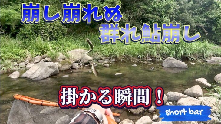解禁初期や渇水時に多い”群れ鮎”掛ける瞬間を追う！short bar「平蔵鮎捕縛釣」