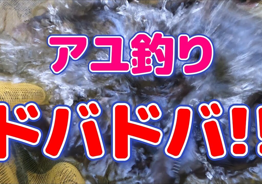 【鮎釣り】ドタバタやってドバドバドバァ～