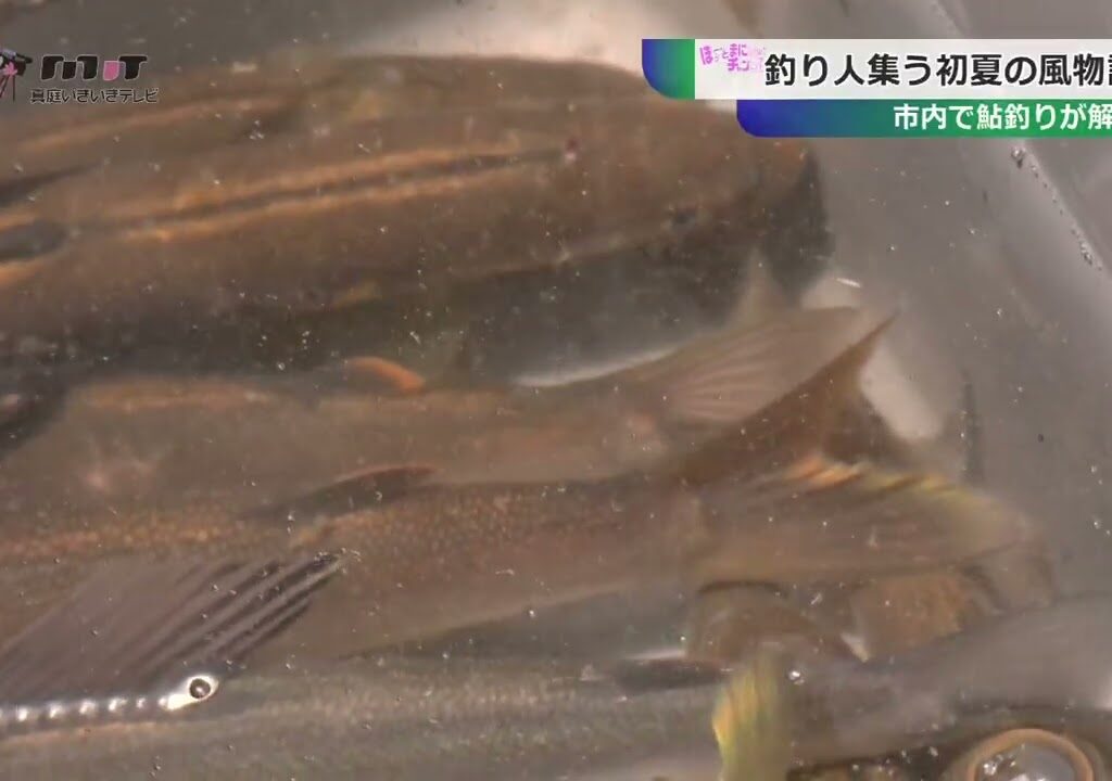 市内で鮎釣りが解禁