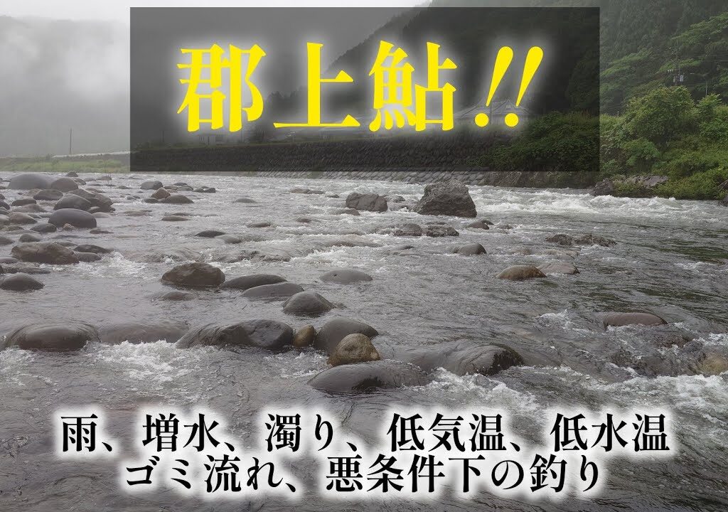 郡上鮎‼️　雨、増水、濁り、低気温、低水温、ゴミ流れ、悪条件下での釣り