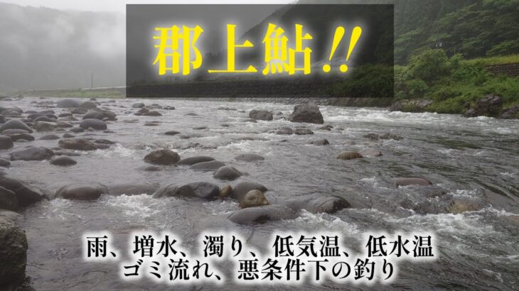 郡上鮎‼️　雨、増水、濁り、低気温、低水温、ゴミ流れ、悪条件下での釣り