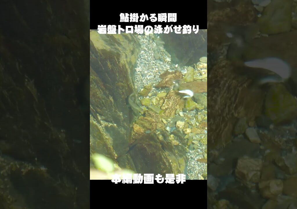 鮎掛かる瞬間　岩盤トロ場の泳がせ釣り