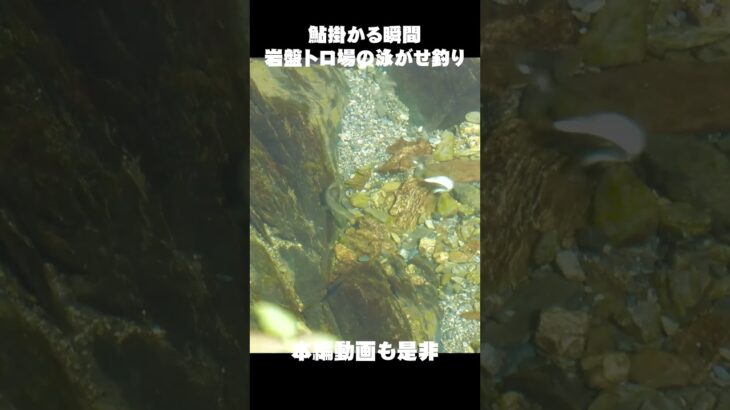 鮎掛かる瞬間　岩盤トロ場の泳がせ釣り