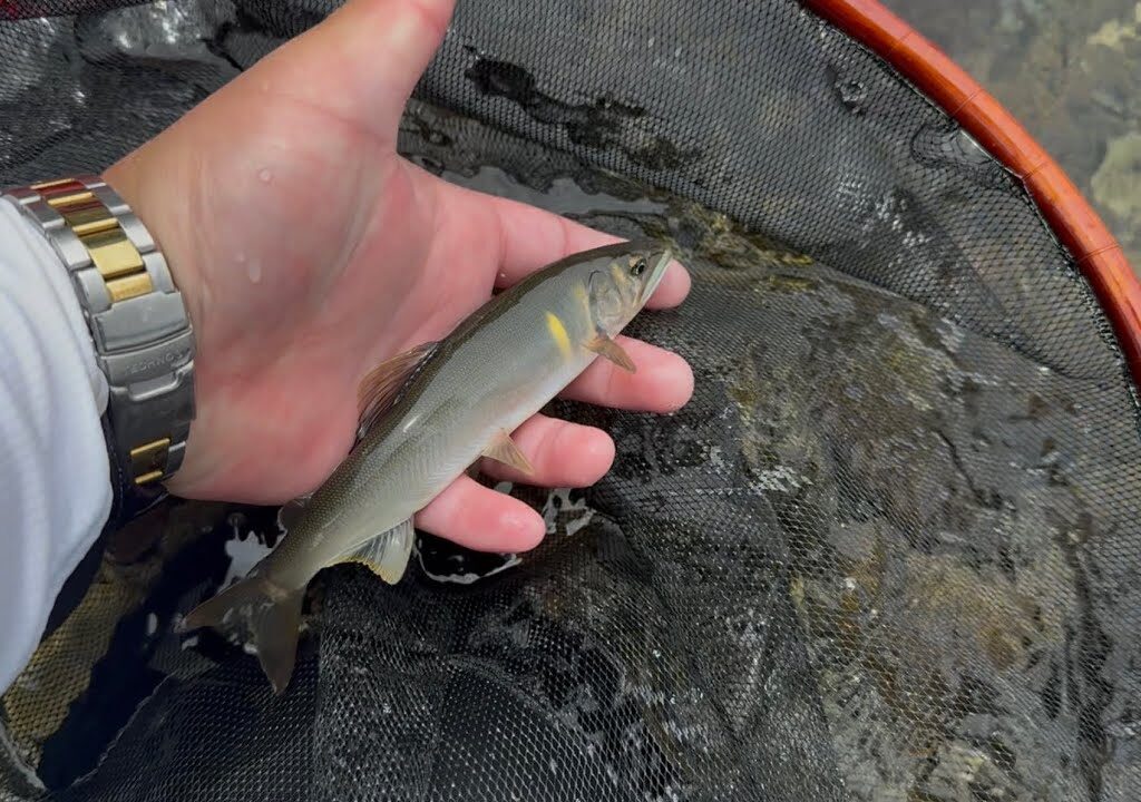 【秋川　鮎釣り】 瀬にデカ鮎潜む　　#あきる野市#秋川漁協#秋川