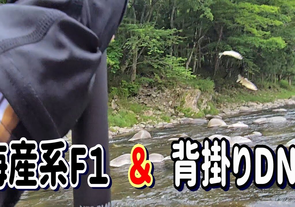【アブラビレ釣法】解禁２日目の激シブを・・・