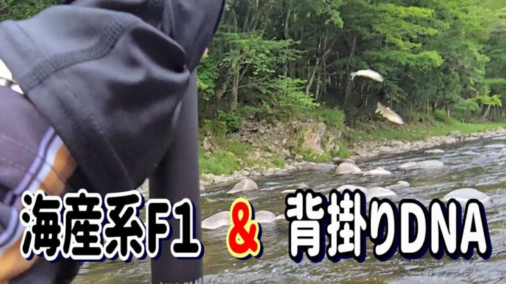 【アブラビレ釣法】解禁２日目の激シブを・・・