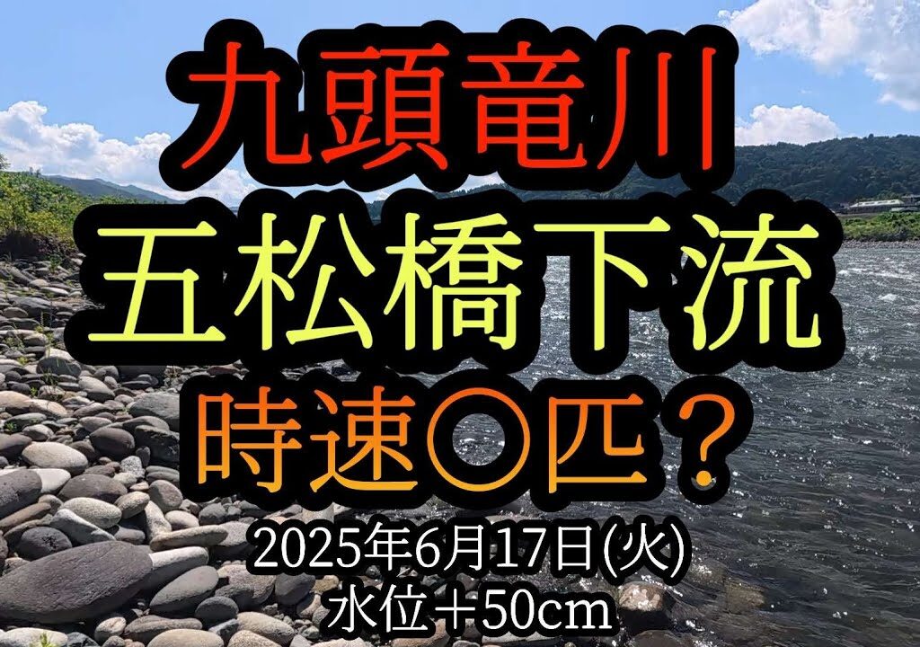 九頭竜川【五松橋】下流　時速○匹？鮎釣り