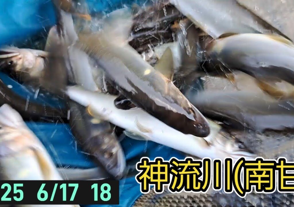 神流川(南甘)　鮎釣り　鮎ちゃんに逢いに❗