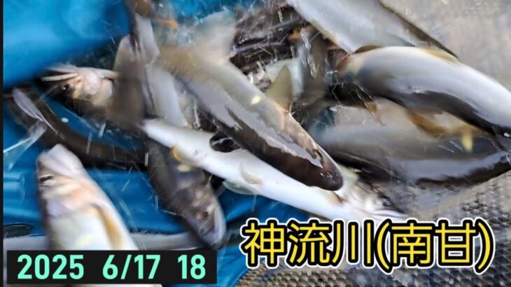 神流川(南甘)　鮎釣り　鮎ちゃんに逢いに❗