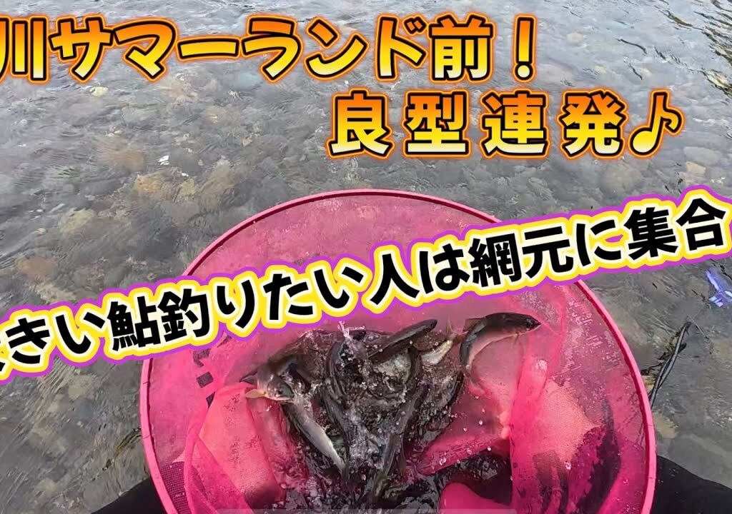 「この時期でこれは嬉しい！秋川サマーランド前で良型鮎釣り」