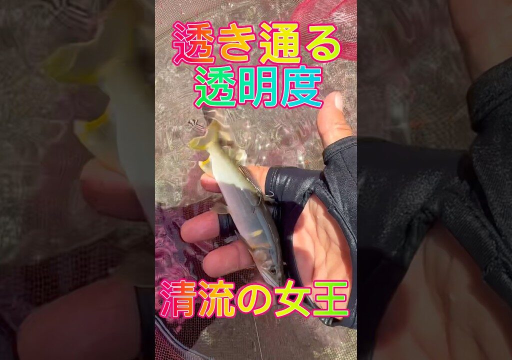 清流の女王を求めて透き通った清流へ‼️#鮎#鮎釣り #鮎の友釣り #アユ #釣り #清流
