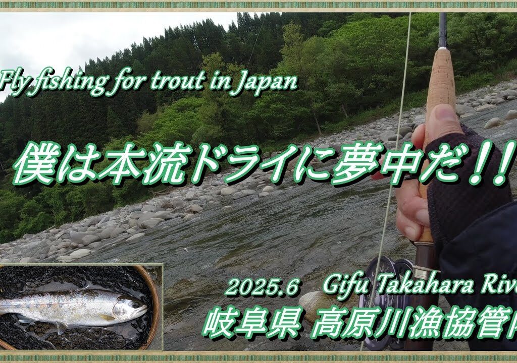 ワクワクのヤマメパラダイス！ 僕は高原川の本流ヤマメに夢中だ～ (^^♪ 【 フライフィッシング 渓流釣り 高原川 】