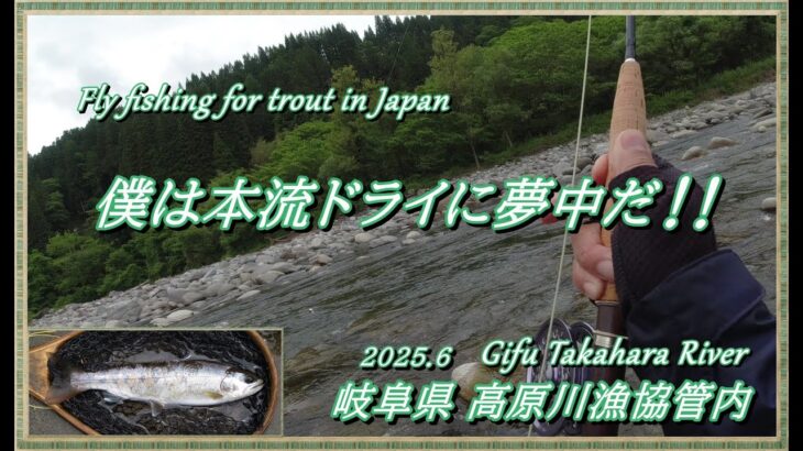 ワクワクのヤマメパラダイス！ 僕は高原川の本流ヤマメに夢中だ～ (^^♪ 【 フライフィッシング 渓流釣り 高原川 】