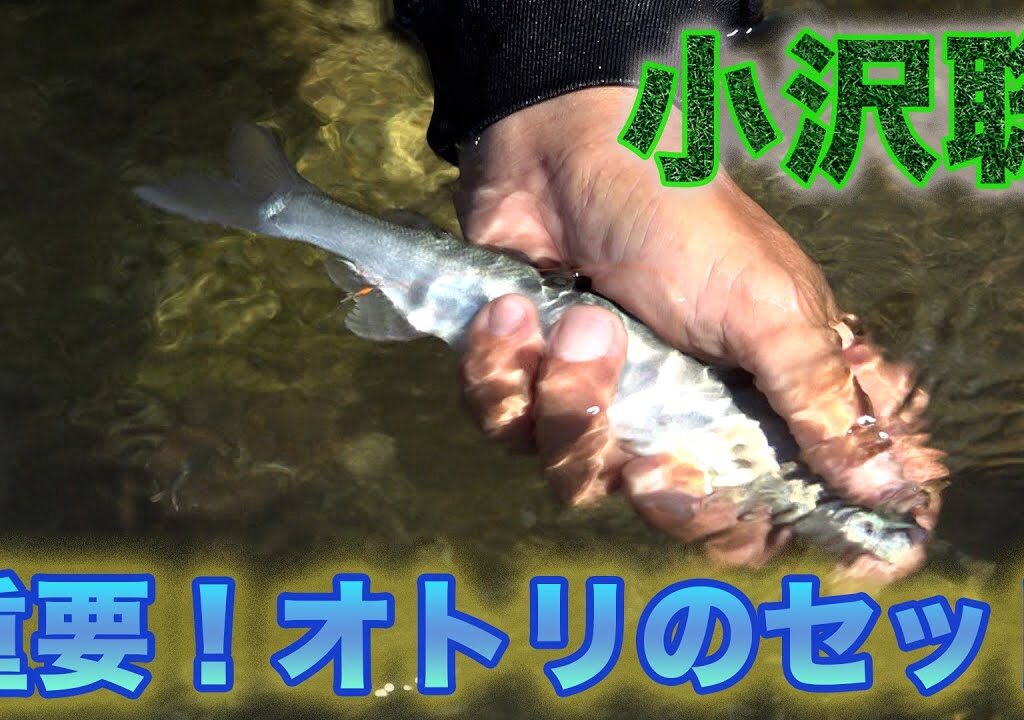 鮎釣り 小沢聡 重要！オトリのセット