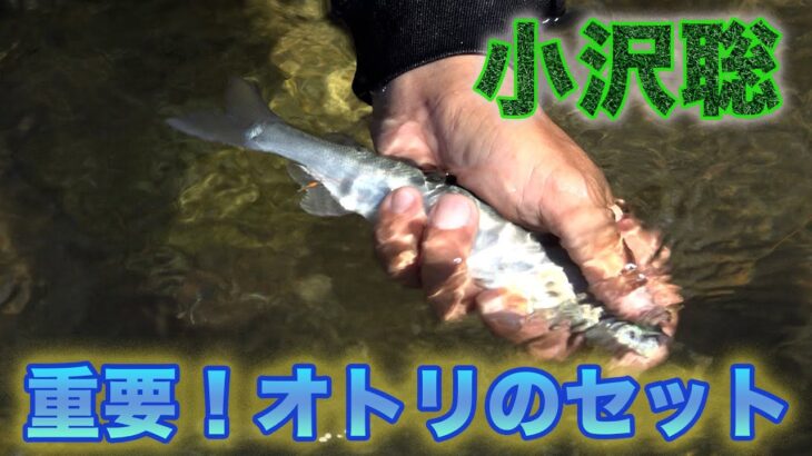 鮎釣り 小沢聡 重要！オトリのセット