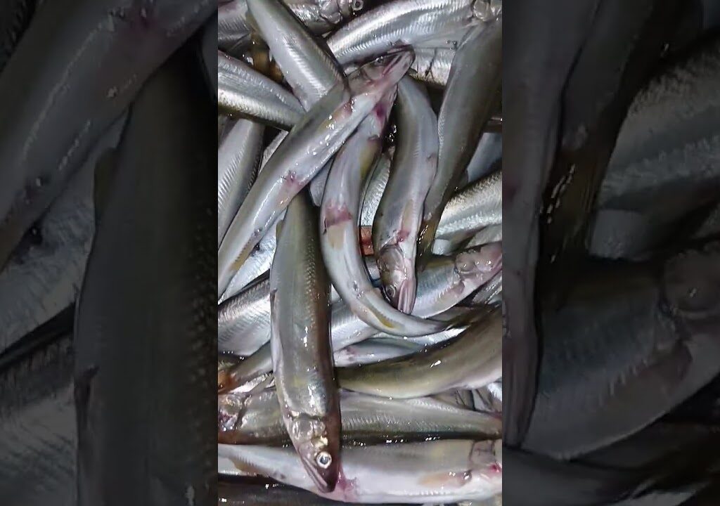 琵琶湖。鮎や釣りの季節が来ましたよ