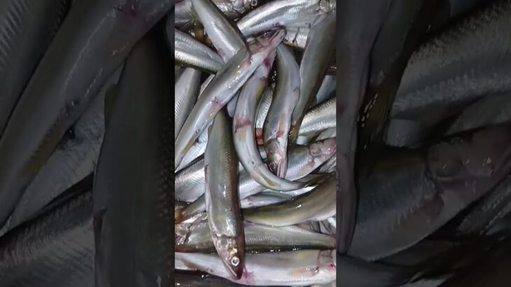 琵琶湖。鮎や釣りの季節が来ましたよ